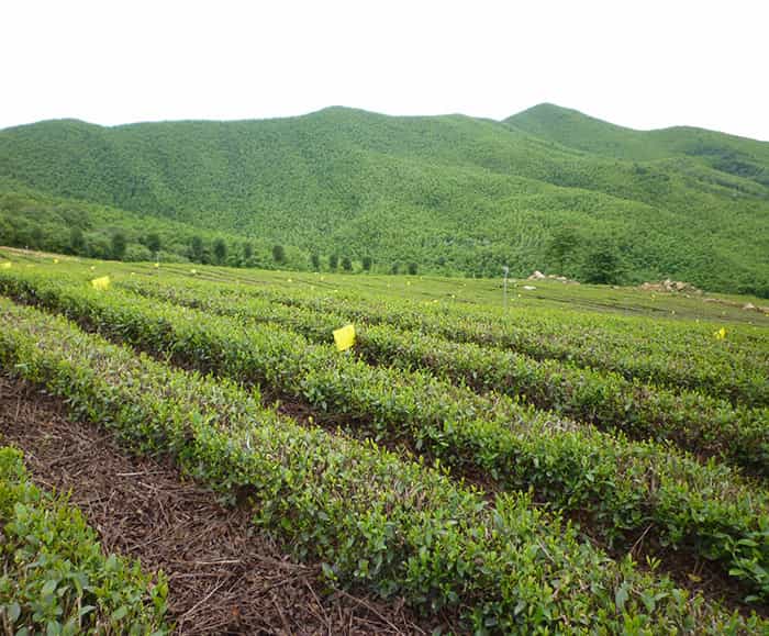 溧陽(yáng)天目湖白茶貴在哪兒？
